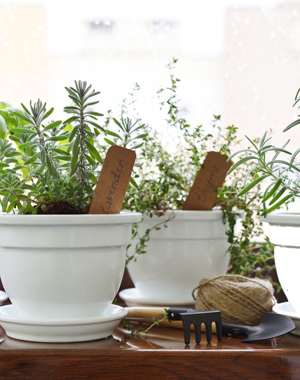 Triple the Life of Fresh Herbs With This Gadget That's 20% Off